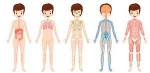 cuerpo humano