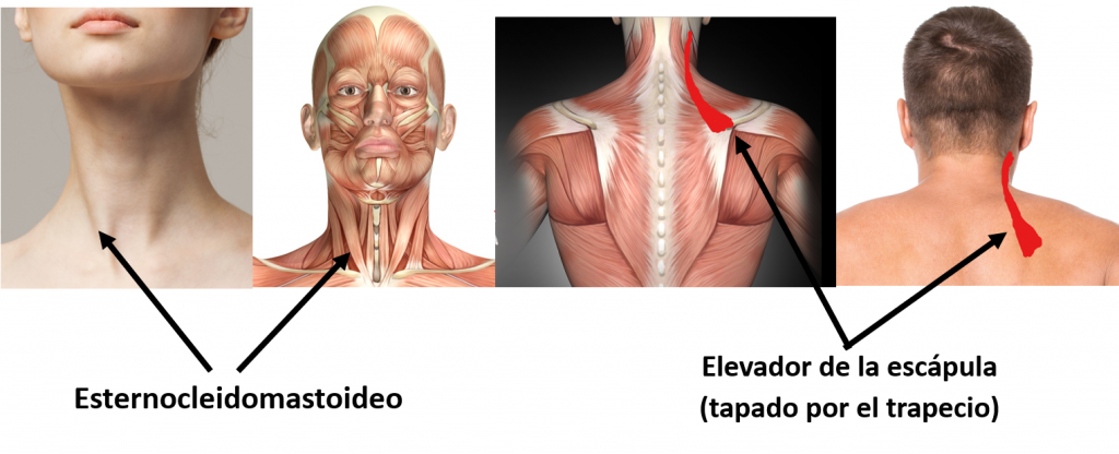 cuello