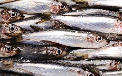 ¿Anchoa, boquerón o bocarte? Diferencias, propiedades y curiosidades.