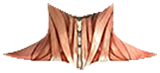 Músculos del cuello