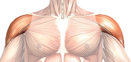 Shoulder Muscles