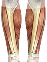 músculos piernas