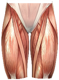 piernas músculos de los muslos