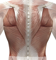 back back