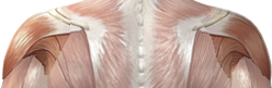 posterior hombros