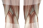 posterior rodillas