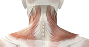 cervical region